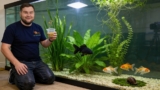 How Quickly Do Goldfish Grow? ( How To Make Them Grow Faster!)