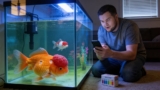 Goldfish Hole In The Head Disease : Complete Treatment & Prevention Guide