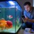 African Butterfly Fish: Essential Care Guide