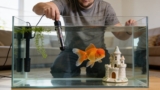 Do Goldfish Need A Heater? (Indoor  Outdoor)
