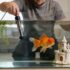 Fiddler Crab Care: Habitat, Food, Tank Mates, Setup