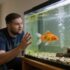 Blue Green Chromis Care: The Complete Guide