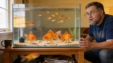 Why Goldfish And Platies Can’t Live Together ?