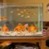 Almond Leaves Transform Aquarium Health and Habitat