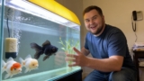 Goldfish Cost Guide 2025: Prices, Types & Hidden Fees