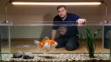 Swim Bladder Disease in Goldfish (Causes, Symptoms, Treatment  Prevention)
