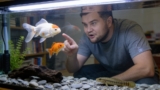 9 Causes Of A Goldfish Turning White ( What To Do)
