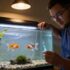 Red Claw Crab 101: Care, Tank Setup, Diet More