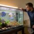 Red Claw Crab 101: Care, Tank Setup, Diet More