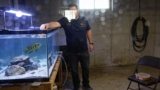 Green Terror Cichlids: Tank Mates and Care Tips