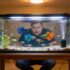 How to Build an Eco-Friendly Fish Tank That Practically Runs Itself
