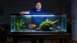 Do Guppies Eat Their Babies? ( 3 Ways How To Prevent It)