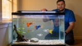 How Long Do Guppies Take To Grow?
