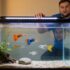 Do Bettas Eat Their Fry And Eggs?