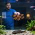 Harlequin Rasbora Care: Complete Guide For All Fish Keepers