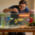 Anacharis And Bettas (Tank Plant Guide)