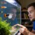 Goldfish Blackening Mystery Unveiled