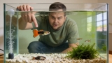 9 Reasons Guppies Die and How to Prevent It From Happening!