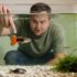 French Angelfish Care: Diet, Breeding, Mates and Tank Setup
