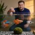How Long Can You Keep Betta Fry Together?