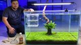 How To Care For Guppy Fry (Insane Survival Rate)