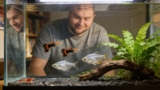 How Long Do Guppies Live? (10 Tips For Long Life)