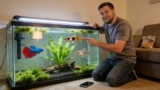 5 Signs Your Guppy Is Pregnant What To Do Next