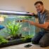 Dog-Faced Puffer 101: Care, Diet, Mates, Teeth and Tank Size