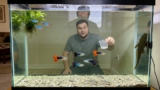 How Many Guppies in a 20 Gallon Tank? (How To Calculate)