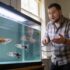 Is Brine Shrimp Good For Betta Fry?