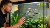 15 Different Guppy Types (And What They Look Like)