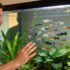 Do Bettas Eat Their Fry And Eggs?