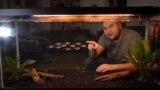 Harlequin Rasbora Care: Complete Guide For All Fish Keepers