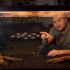 Are Guppies Schooling Fish? (Or Do They Shoal?)