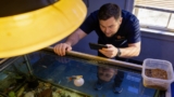 Pregnant Guppy Secrets Unveiled