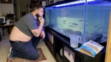 Hillstream Loach Care Guide: Tank Mates, Size, Breeding