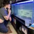 Silver Arowana 101: Care, Size, Tank Mates More!