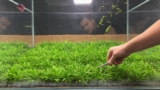Staurogyne Repens: The Ideal Aquarium Carpet