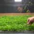 Serpae Tetra 101: Care, Tank Mates, Breeding More