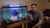 The Ultimate Guide to the Best Decorations for Betta Fish