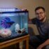 Platy Fish Spotlight: Care, Colors, and Lifespan