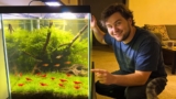 Cherry Shrimp Tank Mates: Top 15 Choices Why!