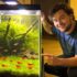 Swordtail Secrets: Care, Size, Lifespan, Breeding