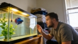 What’s the Ideal Water Temperature for Betta Fish