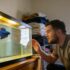 Ludwigia Repens Thrives in Aquariums
