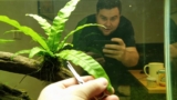 Java Fern Thrives: Care, Planting, Propagation Tips
