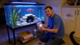 Jewel Cichlid Care: Tank Mates, Setup, Breeding, Etc.