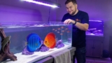 Discus Tank Mates: Who Do You Pair With the King? 