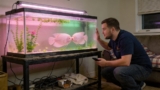 Kissing Gourami 101: Care, Tank Mates, Size More