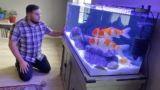 How Long Do Koi Fish Live and How to Improve Their Lifespan